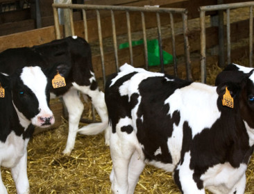 DGZ onderzocht vorig jaar 4.000 keer miskraam bij koe