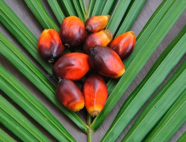 Voedingsindustrie gaat voor 100 pct duurzame palmolie