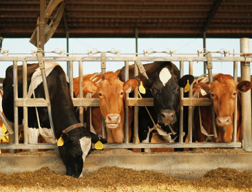 Minder stikstof betekent meer CO2: De complexe realiteit achter duurzame melkveehouderij
