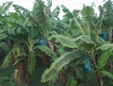 Colruyt wil exotische groenten en fruit verduurzamen met SIFAV