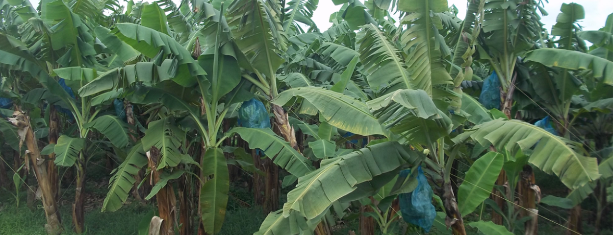 Tropisch fruit - bananen plantage (1)
