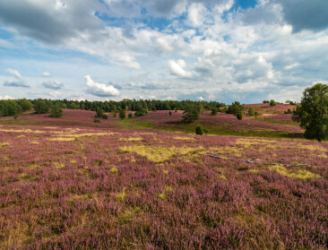 Zelfde stikstofdruk, andere beoordeling: waarom Duitse heide betere natuurscore haalt dan Vlaamse