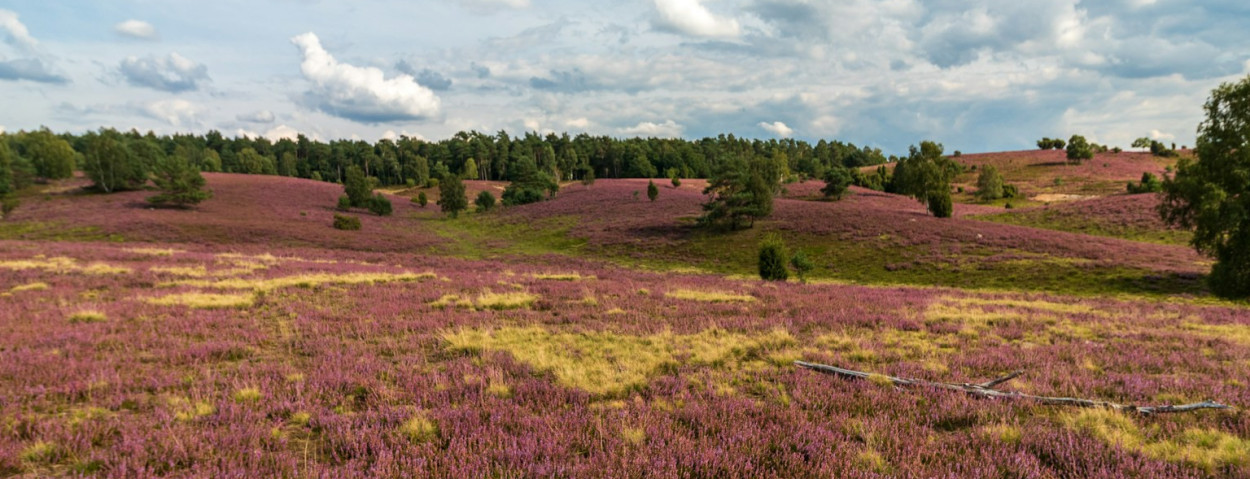 heide_unsplash