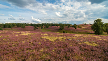 Zelfde stikstofdruk, andere beoordeling: waarom Duitse heide betere natuurscore haalt dan Vlaamse