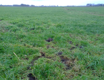 Muizen knagen aan budget Friese veehouders