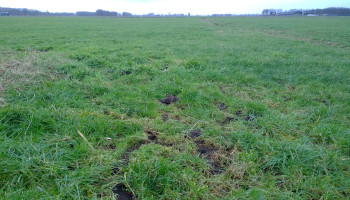Muizen knagen aan budget Friese veehouders