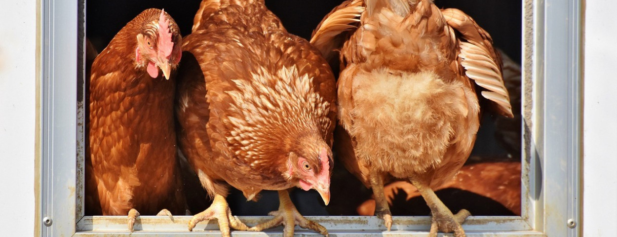 kip-pluimvee-hok-ophokplicht-leghen-1280