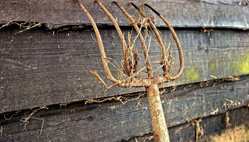 Bijna één op zes Vlaamse gemeenten heeft geen landbouwschepen
