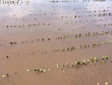 Akkers verzuipen opnieuw door onweer boven Vlaanderen