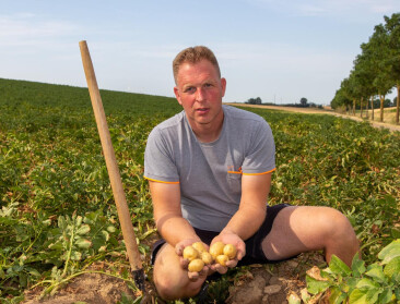 Aardappelboer vreest veertig procent minder opbrengst door droogte