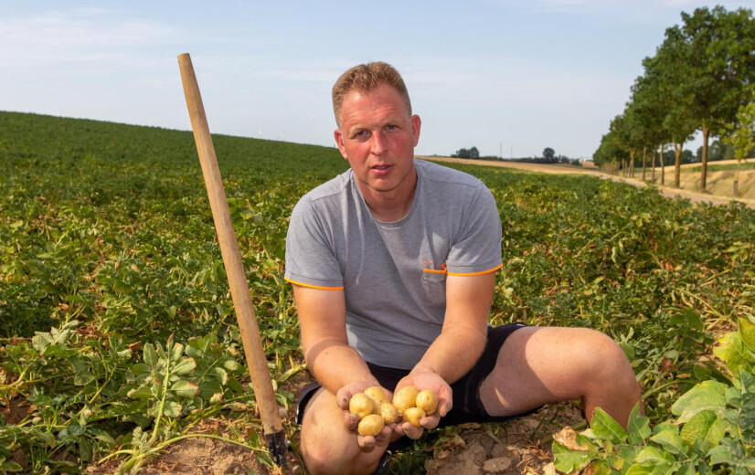 Aardappelboer vreest veertig procent minder opbrengst door droogte