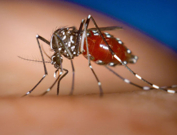 Europa pakt probleem van invasieve soorten aan