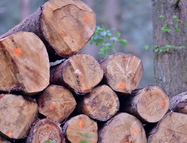 Bos+ en Greenpeace lanceren Bos Actie Fonds in strijd tegen ontbossing