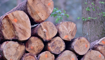 Opbrengst houtverkoop uit Vlaamse bossen van ANB gestegen sinds 2020