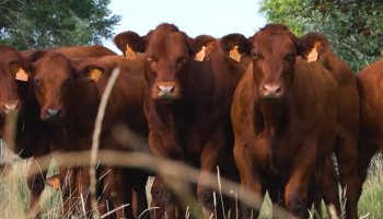 🎥 Straffe Streekproducten: Vlees van het rood ras van West-Vlaanderen