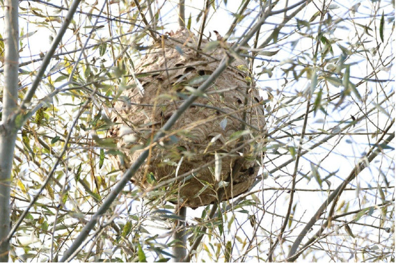 aziatischehoornaar-nest-copyright-VespaWatch-1250