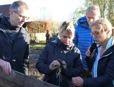 Rubberpaardenbloem klaar voor doorbraak