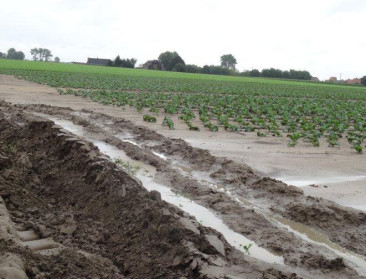 Jaar na pinksterstorm hebben sommige boeren weer prijs