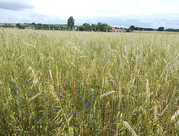 Landbouwers in Riemst zaaien massaal kruiden en granen voor akkervogels: “Koploper in Vlaanderen”