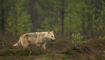 Ook Waalse schapen zijn niet veilig voor de wolf