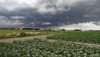 Dryade in beroep tegen proefvergunningen voor West-Vlaamse landbouwbedrijven