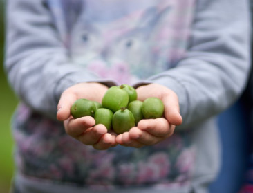 Kiwibes combineert lokaal karakter met de gezondheidskracht van kiwi