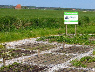 Nederlandse boeren telen aardappelen op verzilte grond