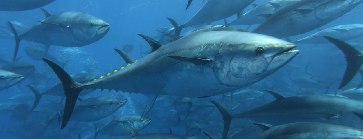 2024-09-bluefin_thediver_shutterstock_1857145012
