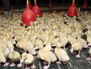 Vogelgriep op eendenfokbedrijf in Nederland