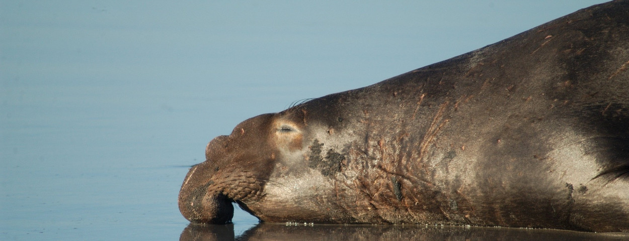 12019-elephant-seal-79824_1920