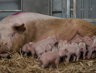 "Varkensketen moet zich voorbereiden op kleinere, maar sterkere varkenssector 2.0"