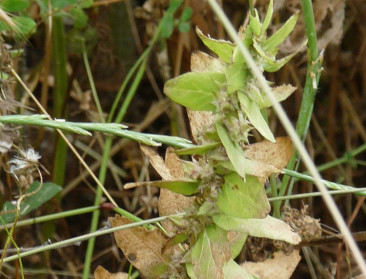 Wilde groentengenen voor sterkere gewassen