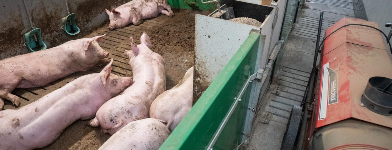 Onderzoek naar emissieuitstoot bij lagere bezetting stal