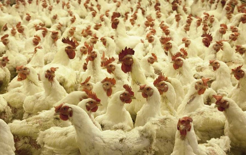 Vogelgriep: 17 landen sluiten hun markt voor Belgisch pluimvee