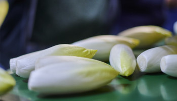 Witloofteelt onder druk: “Afstemmen aanbod op vraag van cruciaal belang”