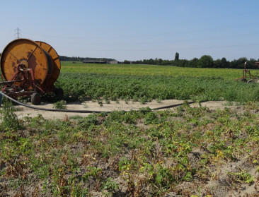 Droogte noopt tot dialoog over aardappelcontracten