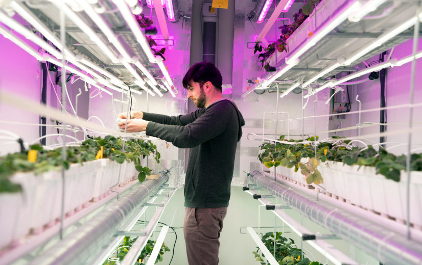 Vlamingen draaien proef met aardbeienteelt in Brusselse vertical farm