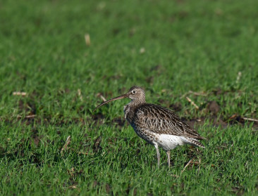 Natuurgebied De Liereman krijgt facelift om heide en veengebied beter te beschermen tegen droogte