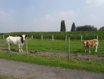 Van vrije landbouwhandel met VS gaat een bedreiging uit
