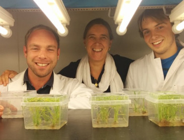 UGent ontwikkelt rijst met stabiel gehalte foliumzuur