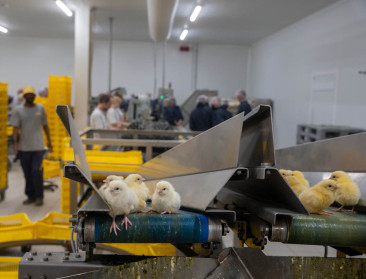 "Verbod op doden eendagshaantjes zonder realistische alternatieven ondermijnt Vlaamse pluimveehouderij”