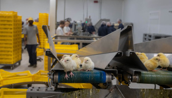"Verbod op doden eendagshaantjes zonder realistische alternatieven ondermijnt Vlaamse pluimveehouderij”