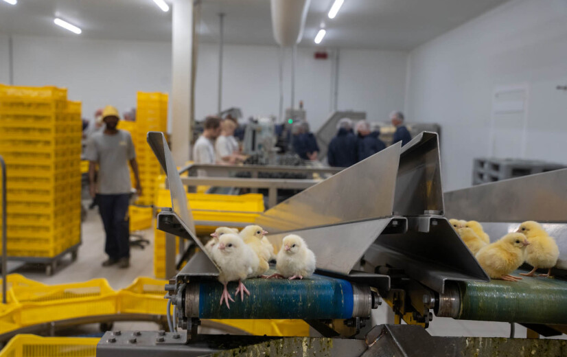 "Verbod op doden eendagshaantjes zonder realistische alternatieven ondermijnt Vlaamse pluimveehouderij”