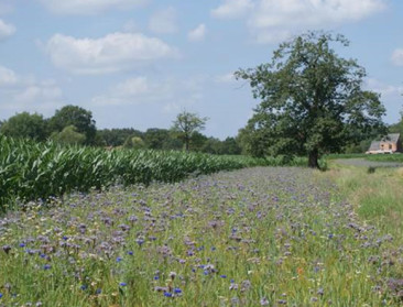 Van “onaanvaardbaar” tot “niets doen is geen optie”: Ook Vlaams parlement mengt zich in debat over natuurherstelwet