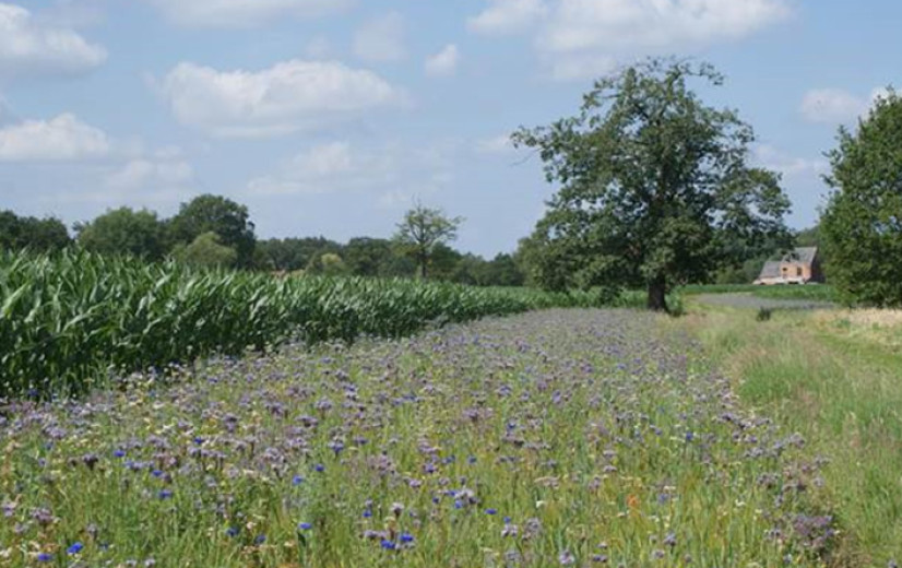 Landbouwers sluiten opnieuw meer beheerovereenkomsten voor meer biodiversiteit