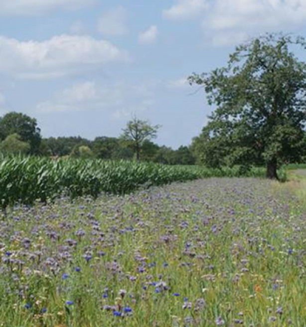 Landbouwers sluiten opnieuw meer beheerovereenkomsten voor meer biodiversiteit