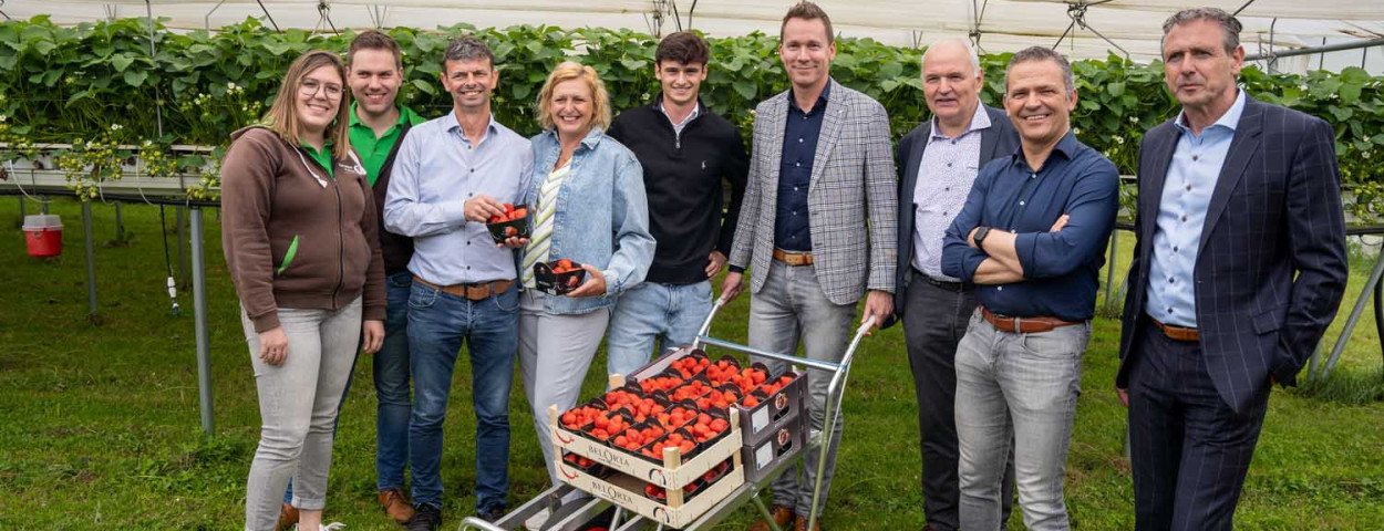 Brouns bij aardbeienteler Reijnders in Lummen