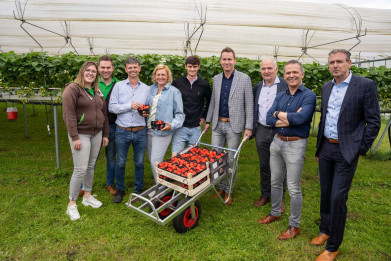 Brouns bij aardbeienteler Reijnders in Lummen