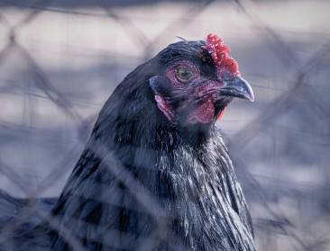 Bewakingszone in België na ontdekking vogelgriep in Noord-Frankrijk