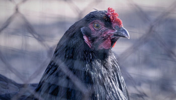 België opnieuw vrij van vogelgriep verklaard
